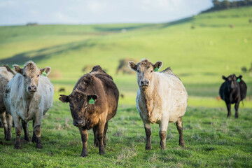 Fototapeta premium beautiful cattle in Australia eating grass, grazing on pasture. Herd of cows free range beef being regenerative raised on an agricultural farm. Sustainable farming of food crops.