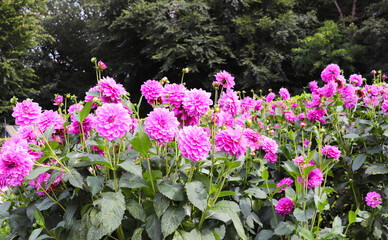 Obraz premium colorful dahlias in the city garden