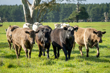 beautiful cattle in Australia  eating grass, grazing on pasture. Herd of cows free range beef being regenerative raised on an agricultural farm. Sustainable farming 