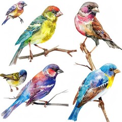 Vibrant Bird Collection for Postcard Designs with Watercolor Illustrations