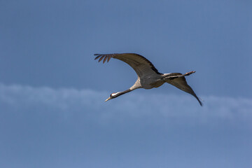 Silhouette of a flying crane against the sky