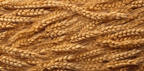 grain texture png  a pile of wheat
