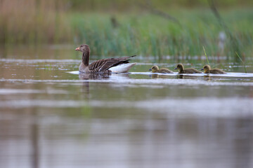 A goose swimming on the lake and three fluffy chicks