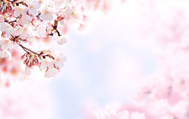 Horizontal banner with sakura flowers of pink color on blue sky backdrop. Beautiful nature spring...