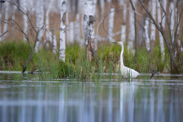 A heron wading through a pool among aquatic plants