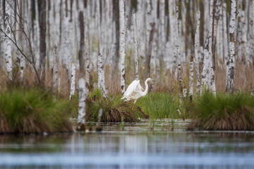 A white heron on a clump of swamp grass against the background of white birch trunks