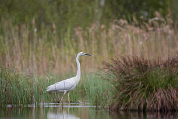 A heron among aquatic vegetation against the background of reeds