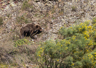 Spectacular day seeing brown bears in Asturias!