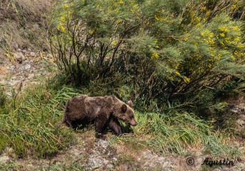 Spectacular day seeing brown bears in Asturias!