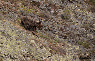 Spectacular day seeing brown bears in Asturias!