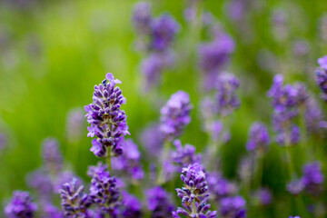 Fototapeta premium lavender flowers in a garden