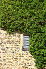 Wall with window covered by green creeper ivy plant