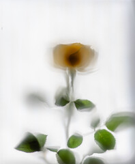 yellow rose in glass