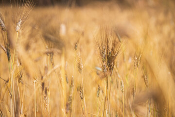 CLOSE-UP PHOTOS OF WHEAT IN A WHEAT FIELD
