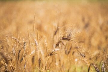 CLOSE-UP PHOTOS OF WHEAT IN A WHEAT FIELD
