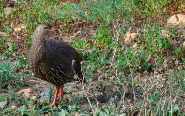 Cape Spurfowl (Pternistis capensis), Weltervrede valley, near Prince Albert.