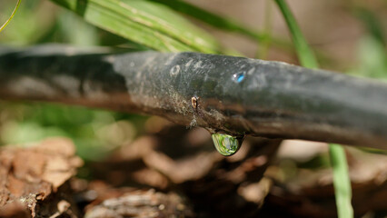 Water droplet on a drip irrigation hose.