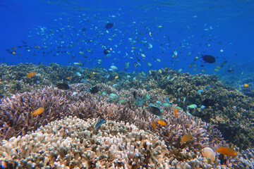 Indonesia Bunaken - Marine life Coral reef with tropical fish