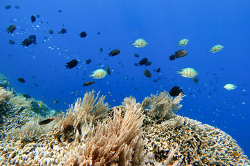 Indonesia Bunaken - Marine life Coral reef with tropical fish
