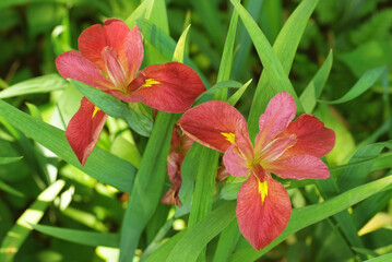 ルイジアナアイリス2輪