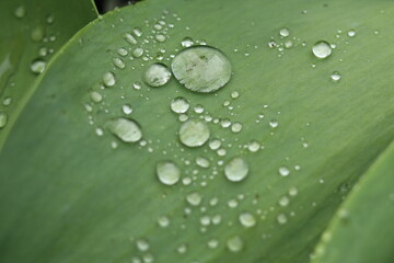 Transparent raindrops of different sizes on the hydrophobic surface of tulip leaves.