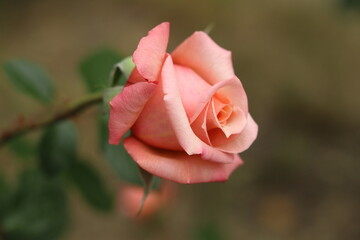 A bud of a fragrant pale pink rose that blooms in early summer.