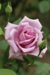 A wonderful pale purple rose with young buds.