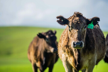 herd of big fat steers grazing on lush long green pasture in a field on a. beef cattle farm in Australia in spring, with regenerative native pasture