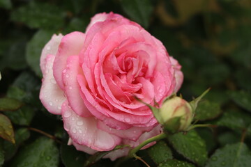 A lovely vanilla pale pink rose with summer raindrops on the petals.