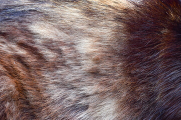 Beautiful abstract brown cat fur background texture.