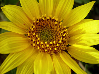 Girasole