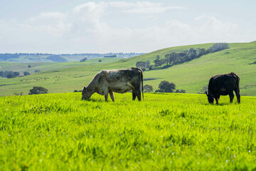 beautiful cattle in Australia  eating grass, grazing on pasture. Herd of cows free range beef being...