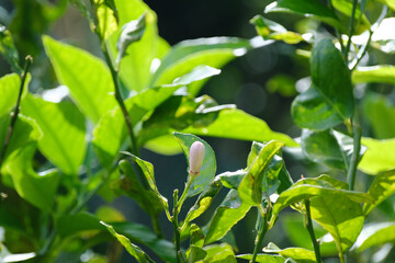 レモンのかわいい蕾