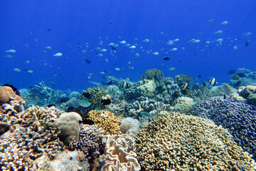 Indonesia Bunaken - Marine life Coral reef with tropical fish