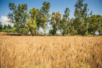 
FIELD OF WHEAT
