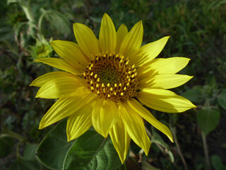 Girasole
