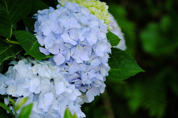 薄青の綺麗な紫陽花