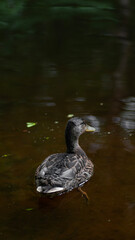 Stockente weiblich isoliert schwimmend Wasser Teich Weiher  