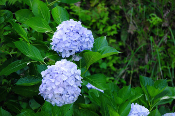 自生するかわいいあじさい