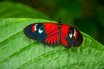 Heliconius erato sp butterfly sits on a leaf in Mindo, ecuador © Citizen