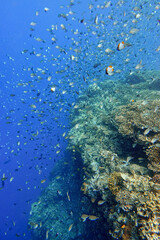 Indonesia Bunaken - Marine life Coral reef with tropical fish