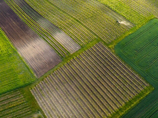 Drone view of spring sown fields and green vineyards, and chemical spraying of vineyards in progress, green and brown color of spring, agriculture in the Czech Republic