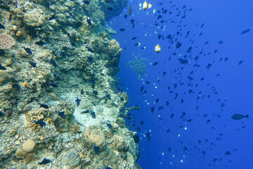 Indonesia Bunaken - Marine life Coral reef with tropical fish and sea turtle
