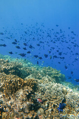 Indonesia Bunaken - Marine life Coral reef with tropical fish