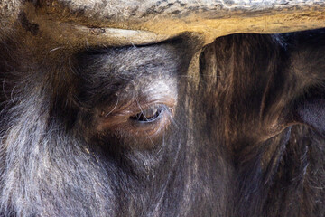 Detailed close-up of the eye of a large animal, partially covered by its horn, captured in a wildlife reserve.