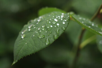 Shining droplets of warm summer rain on the surface of a young rose leaf.