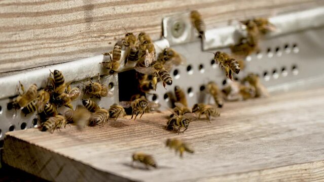 Honey insect carry pollen. Bees swarming near hole of wooden beehive. Bee apiary in rural landscape
