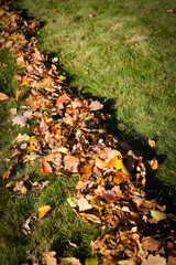 Rake with fallen leaves at autumn. Gardening during fall season. Falling leaves natural background. Czech Republic, Europe.