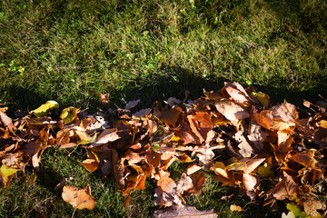 Rake with fallen leaves at autumn. Gardening during fall season. Falling leaves natural background. Czech Republic, Europe.