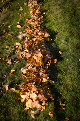 Rake with fallen leaves at autumn. Gardening during fall season. Falling leaves natural background....